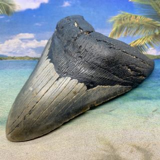 5.  15” Megalodon Fossil Shark Tooth - Huge Fossil - No Restoration 4