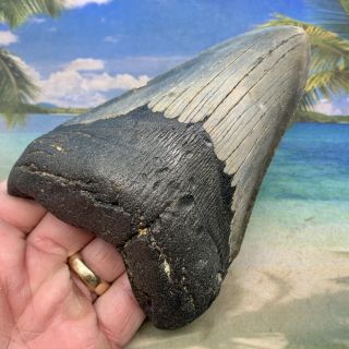 5.  15” Megalodon Fossil Shark Tooth - Huge Fossil - No Restoration 5