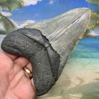 5.  15” Megalodon Fossil Shark Tooth - Huge Fossil - No Restoration 6