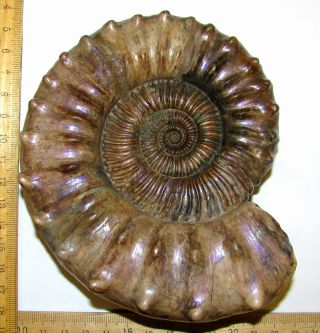 Ammonite Peltoceras,  Big Rare Sample.  Russia,  5.  4 Inches.