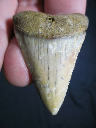 2,  Inch Great White Shark Tooth Fossil Chile South America Chilean Gw Teeth