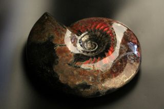 Natural Russian ammonite Craspedodiscus discofalcatus without matrix. 6