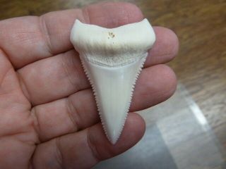 (s400 - 256) 2 - 1/8 " Modern Great White Shark Tooth Teeth Jewelry Sharks Pendant