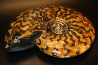 Russian Ammonite Craspedodiscus Discofalcatus