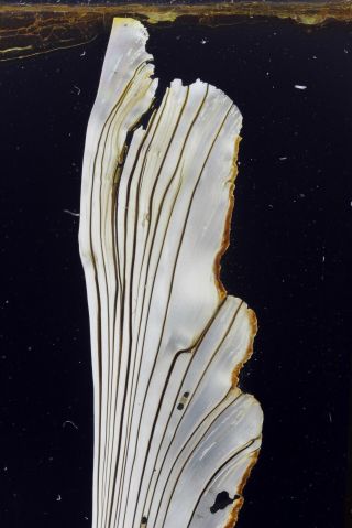 Norman Antique Microscope Slide.  Section Of Haliotis Shell.  Impressive Specimen