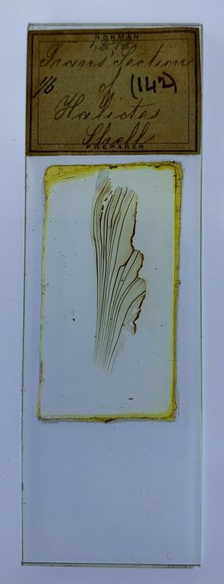 Norman Antique Microscope Slide.  Section of Haliotis Shell.  Impressive Specimen 2