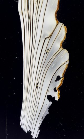 Norman Antique Microscope Slide.  Section of Haliotis Shell.  Impressive Specimen 3