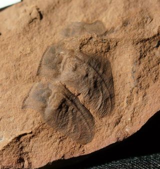 Rare Carboniferous Insect Exuvia Fossil Wings In Mazon Creek Like Europe Nodule