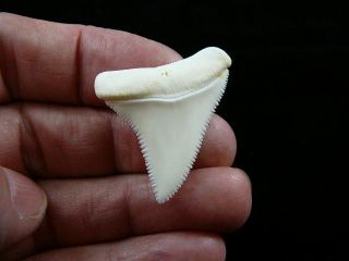 (s410 - 11) Perfect 1 - 1/2 " Modern Great White Shark Tooth Teeth Jewelry Sharks