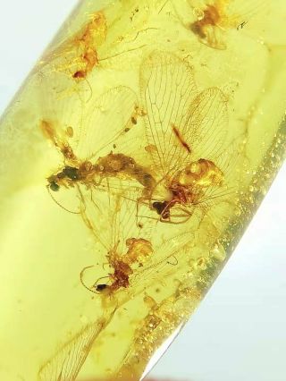 Rare Six Neuroptera Nest Burmite Cretaceous Amber Fossil Dinosaurs Era