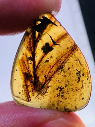 2.  2g Plant Tree Leaf Burmite Myanmar Burmese Amber Insect Fossil Dinosaur Age