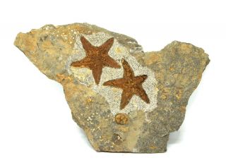 Starfish Fossil Ordovician 450 Million Years Ago Morocco 16465 19o