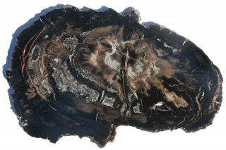 Very Large,  Polished,  Red Canyon,  Utah Petrified Wood Round