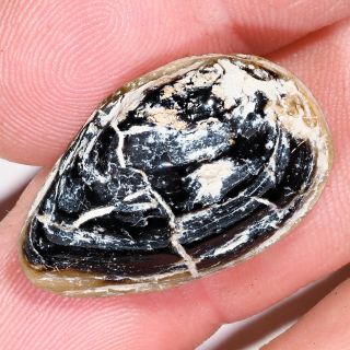 Wow 105 M.  Y.  O Fossil Black Opal Freshwater Mussel Shell 32.  51ct Lightning Ridge