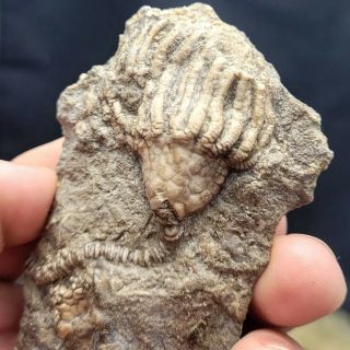Fossil Crinoid Gilmore City Iowa Eretmocrinus Tentor