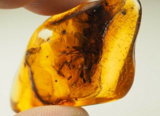 2 Rare Huge Insects Inclusion In Baltic Amber Stone 12.  2 G.