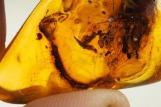 2 RARE HUGE INSECTS Inclusion in BALTIC AMBER STONE 12.  2 g. 2