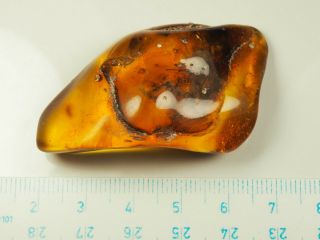 2 RARE HUGE INSECTS Inclusion in BALTIC AMBER STONE 12.  2 g. 3