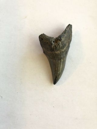 Parotodus Benedeni False Mako Fossil Shark Tooth Teeth Megalodon Era