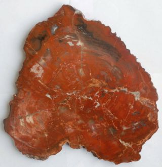 Large,  Rare,  Polished,  Utah Permian Petrified Wood Round