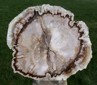 Sis: Highly Opalized 7 " Fossil Mansonia Ultra - Rare Burmese Petrified Wood Round