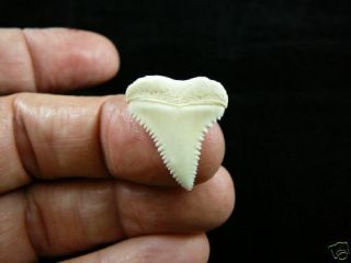 (s419 - 2) 15/16 " Modern Great White Shark Tooth Jewelry Teeth Sharks Pendant