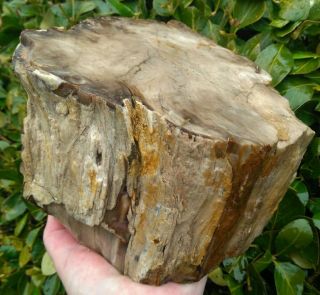 Face Cut Petrified Wood Round Log Saddle Mountain Washington Rings Bark 15lbs