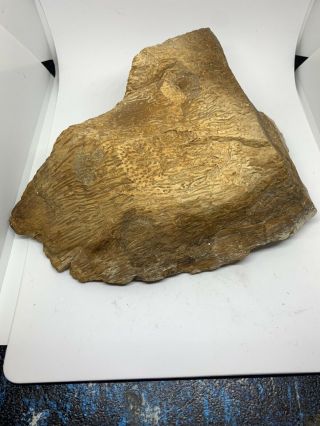 Texas Fossil Petrified Palm Wood Fossil