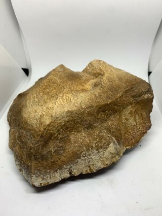 Texas Fossil Petrified Palm Wood Fossil 2