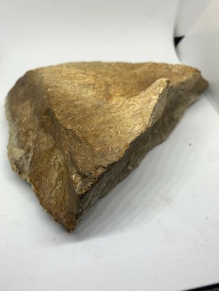 Texas Fossil Petrified Palm Wood Fossil 3