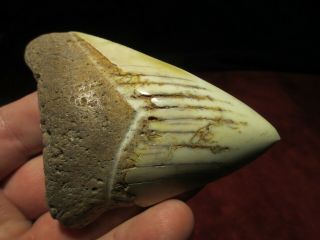 4 - 3/16 Inch Megalodon Shark Tooth Fossil Teeth South Pacific Ocean Caledonia