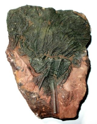 Fossil Crinoid Scyphocrinites Ordovician Age Morocco Sea Lilly Fossils Crinoids