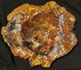 Large 20.  5 Inch Fossil Petrified Wood Red Rainbow Round Arizona