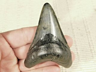 Megalodon Shark Tooth Fossil 84.  6gr