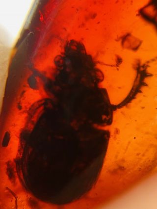 Beetle In Red Blood Amber Burmite Myanmar Burma Amber Insect Fossil Dinosaur Age