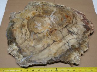 Ex Large Polished Petrified Wood Slab W Bark 18 - 1/2 " X 16” X 7/8 " - 18 Lbs 2 Oz.