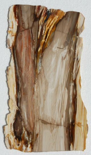 Two,  Polished Nevada,  Board - Cut,  Petrified Wood Specimens - Conifers