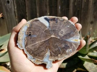 Blue Forest Petrified Wood Polished Slab - 5 " X 3 1/2 " X 1/4 " (019)