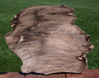Sis: Large 12 " Mirror Polished Rip Cut Petrified Wood Slab - Utah Estate Find