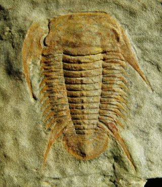 And Rare Trilobite.  Myopsolenites Boutiouiti.  Cambrian.  Morocco.  Tr7