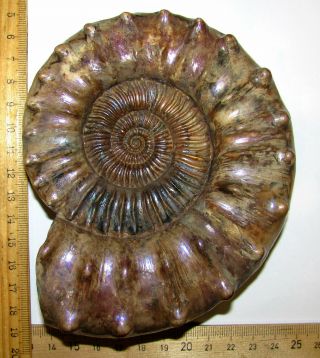 Ammonite Peltoceras,  Big Rare Sample.  Russia,  5.  5 Inches.