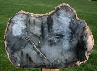 Sis: Giant 14 ",  Double Hearted Petrified Oak Sculpture - Sweet Home Mantel Piece