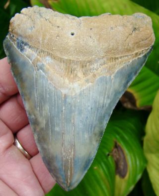 Megalodon Shark Tooth - 4 & 1/8 In.  Blue - Green Serrated - Real Fossil