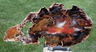 Sis: Exquisitely Dark Colorful 9 " Hubbard Basin Petrified Wood Round - Log Heel