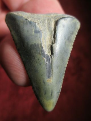 1 - 1/2 Inch Great White Shark Tooth Fossil Fish Megalodon Teeth - Sc Scuba Gw
