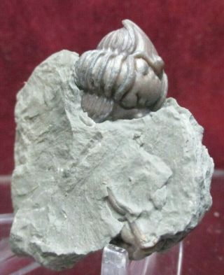 Enrolled Flexicalymene Retrorsa Ordovician Fossil Trilobite Mt.  Orab Ohio