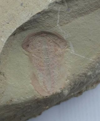 Cambrian Fossil Naraoia Spinosa,  Professional Teaching,  Cool No.  M40