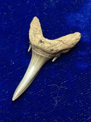 Large Carcharias Gustrowensis Fossil Extinct Sand Shark Tooth Belgium