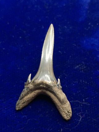 Large Carcharias Gustrowensis Fossil Extinct Sand Shark Tooth Belgium 2