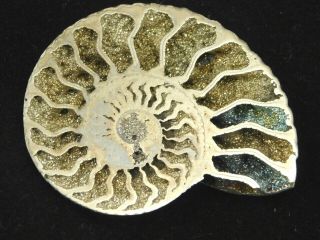 A Polished Pyrite Ammonite Fossil Volga River Russia 15.  4gr